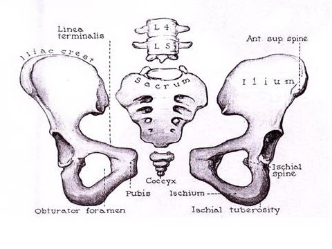 colani de compresie cu varicose pelvis)