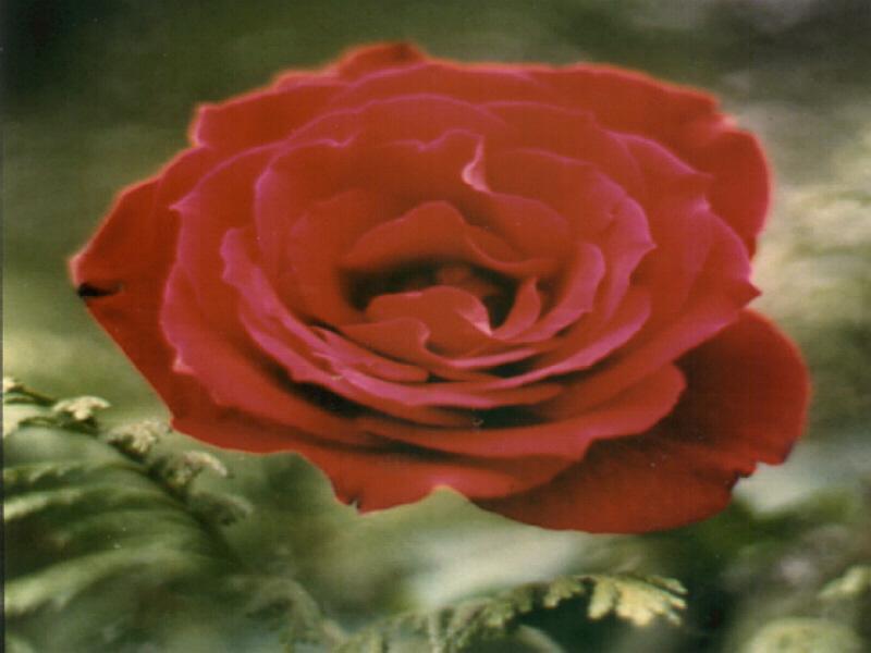 Kushal Rose King of Flowers
