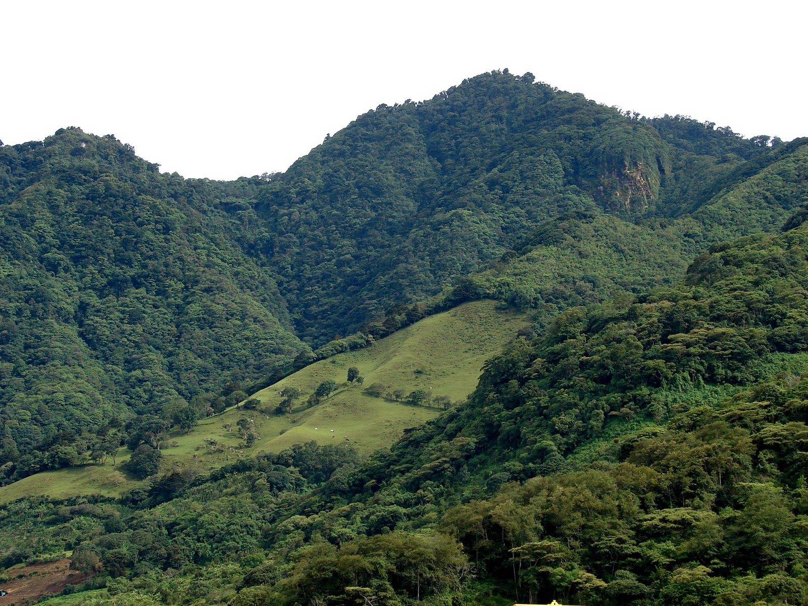 Paisajismo, pueblos y jardines: LOS CERROS DE ESCAZÚ. SU FLORA Y FAUNA.