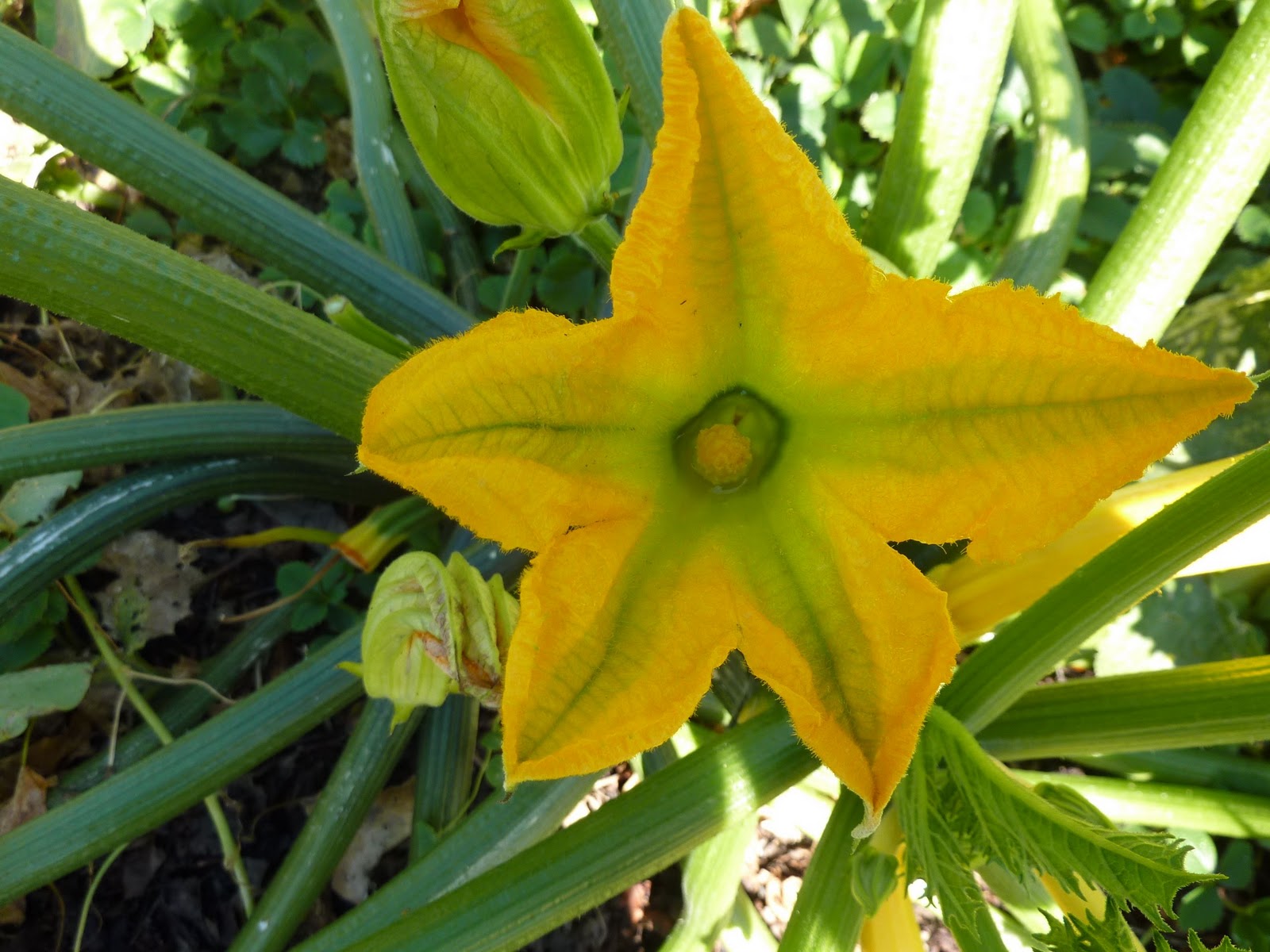 Up on Haliburton Hill Yellow squash flower