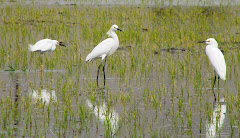 Garzas blancas