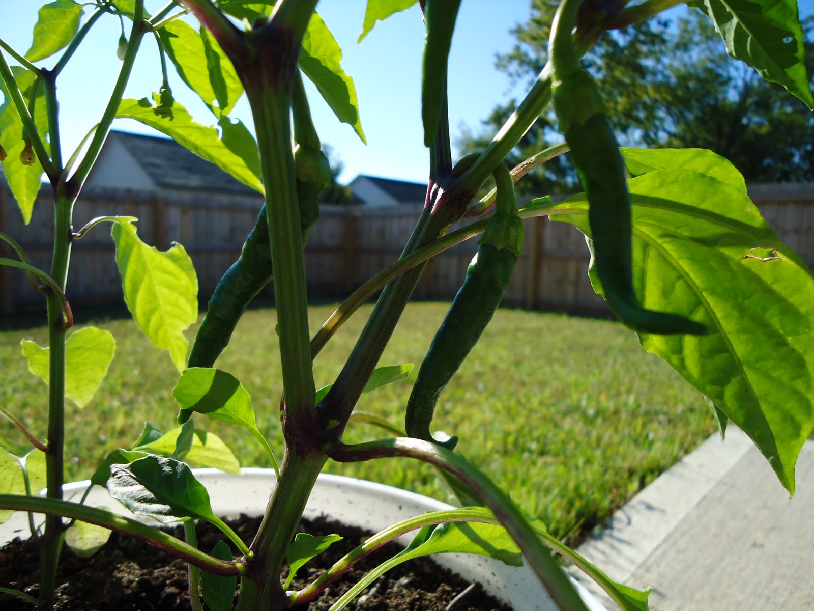 Thyme To Garden Now: Overwintering Peppers