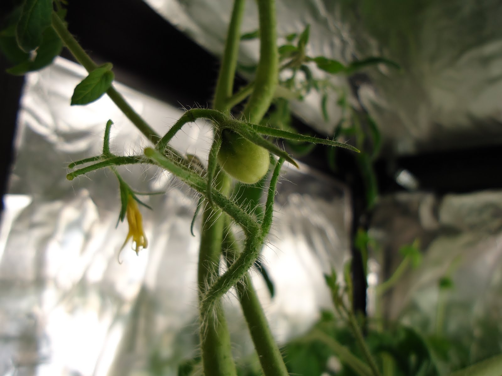 Thyme To Garden Now Jelly Bean Tomatoes Growing Indoors