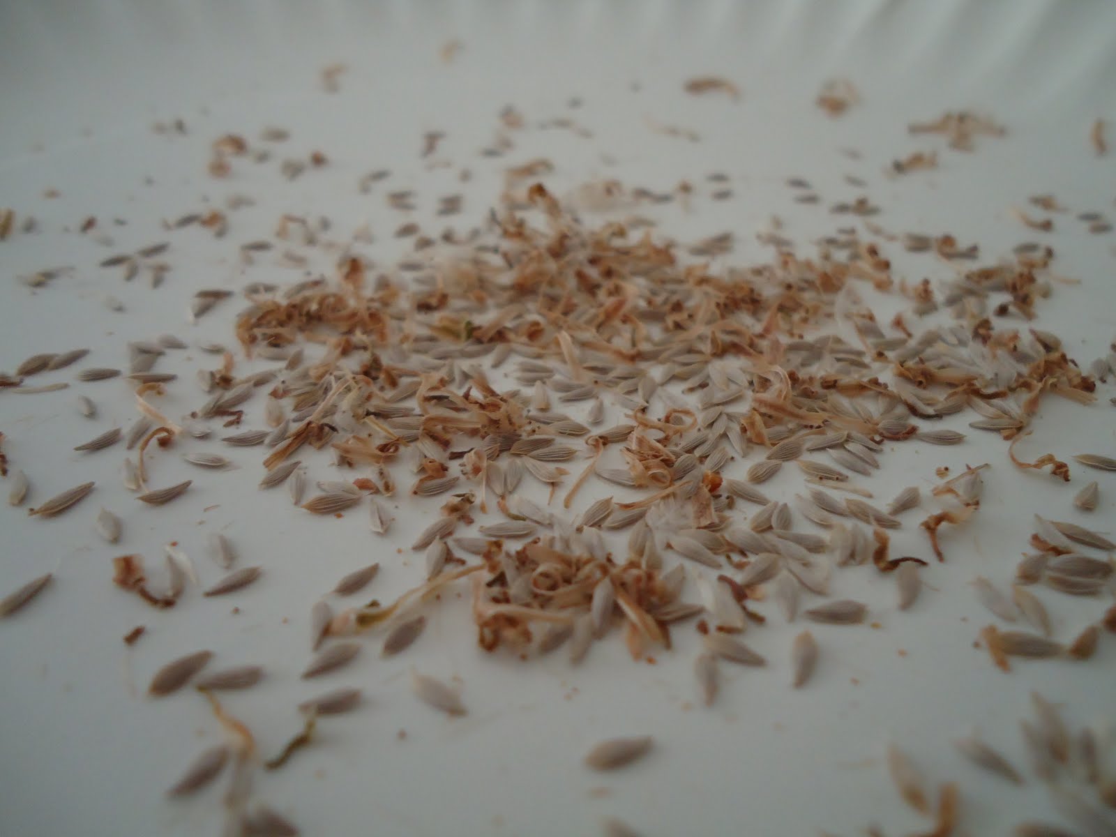 Thyme To Garden Now Saving Lettuce Seeds