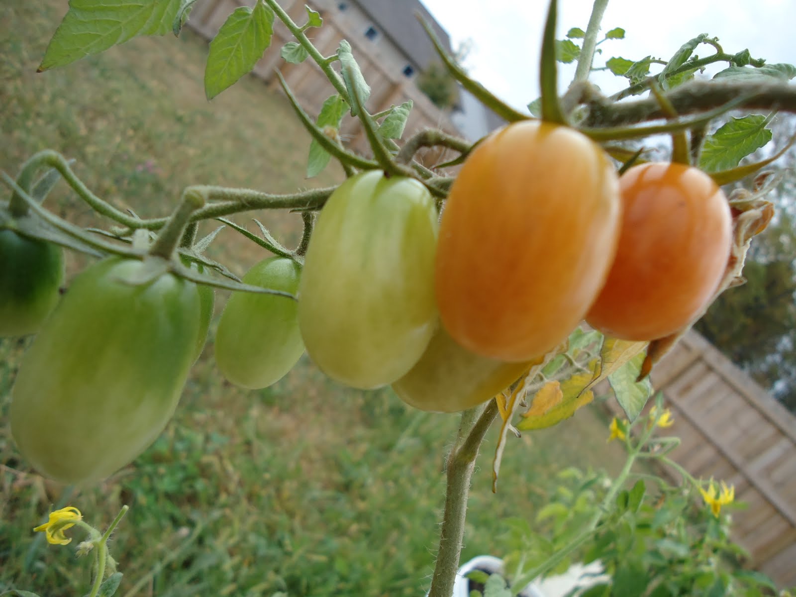 Jelly bean tomato plants