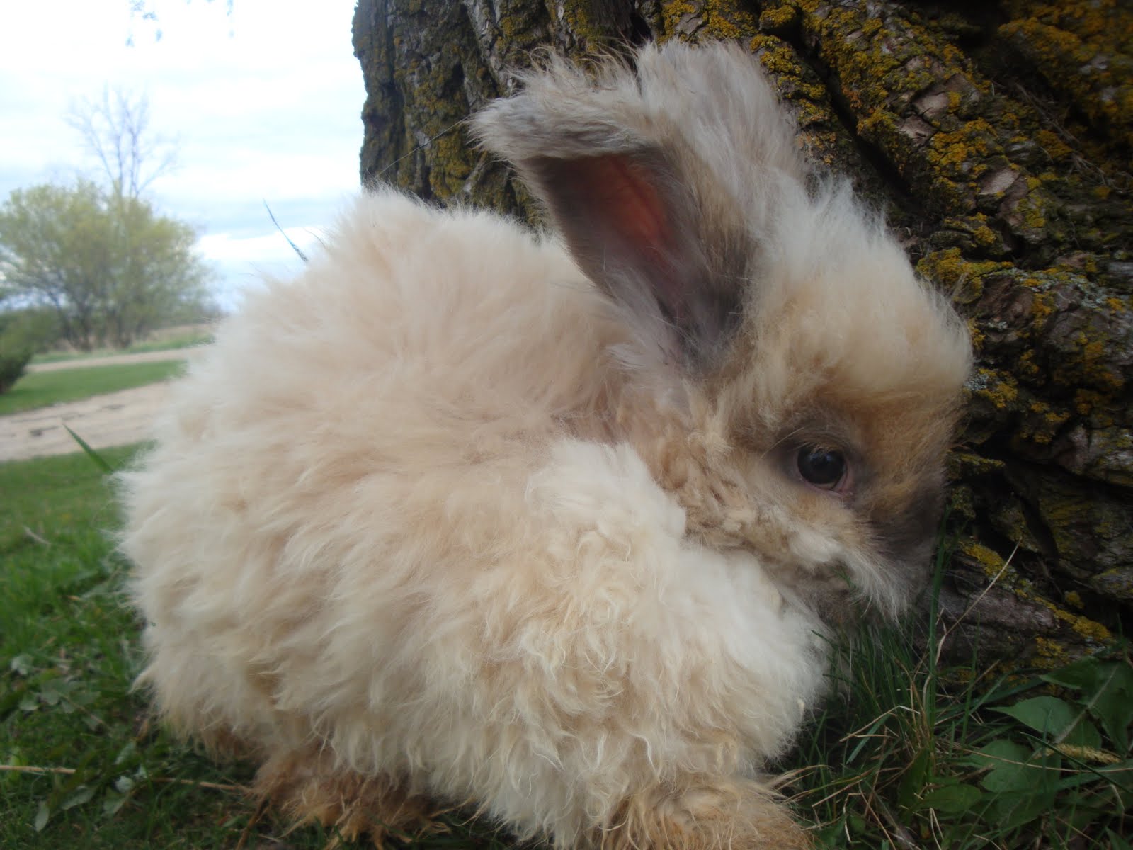 Tail Spin Farm Shop English Angora Rabbits For Sale