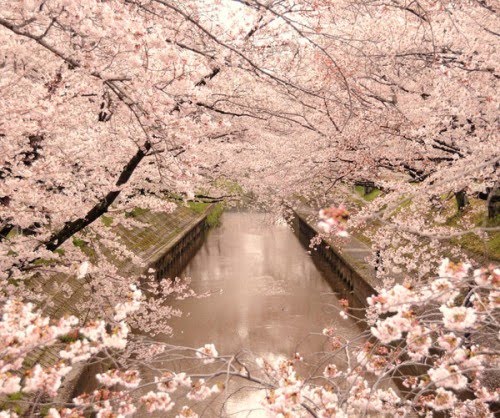 dreaming...of cherry blossoms