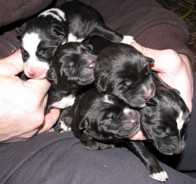 newborn puppies at EarthSong Lodge