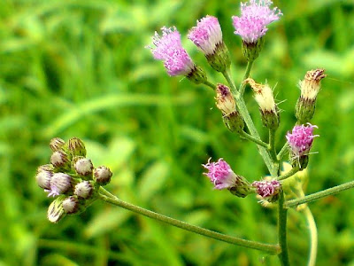 flowers, clark, Pampanga, photography, macro, nature, art, camera, sony ericsson, jaypee david, enjayneer, bangis, holy angel university, iecep, ece