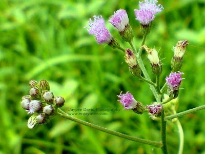 Jaypee David, Nature Shot, Macro, Photography, Clark Pampanga