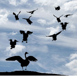 freedom birds represent edu