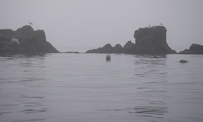 [Woolhouse-Rocks-seals.jpg]