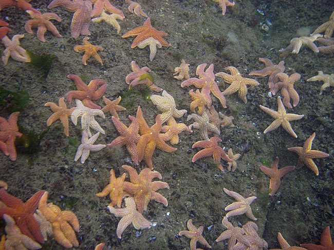 [Woolhouse-Rocks-stars.jpg]