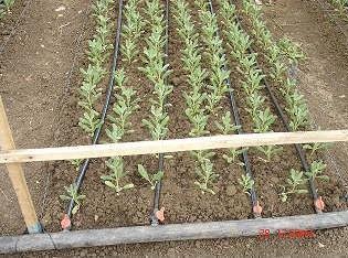 [Fotoğraf+4.1+Damla+sulama+sistemi.jpg]