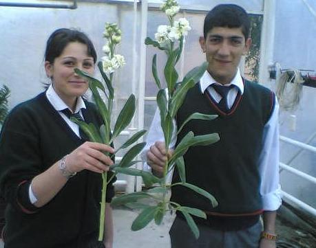 [Fotoğraf+5.3+Alt+yaprakların+temizlenmesi.jpg]