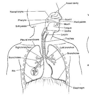 THE RESPIRATORY SYSTEM: Resources that may be used