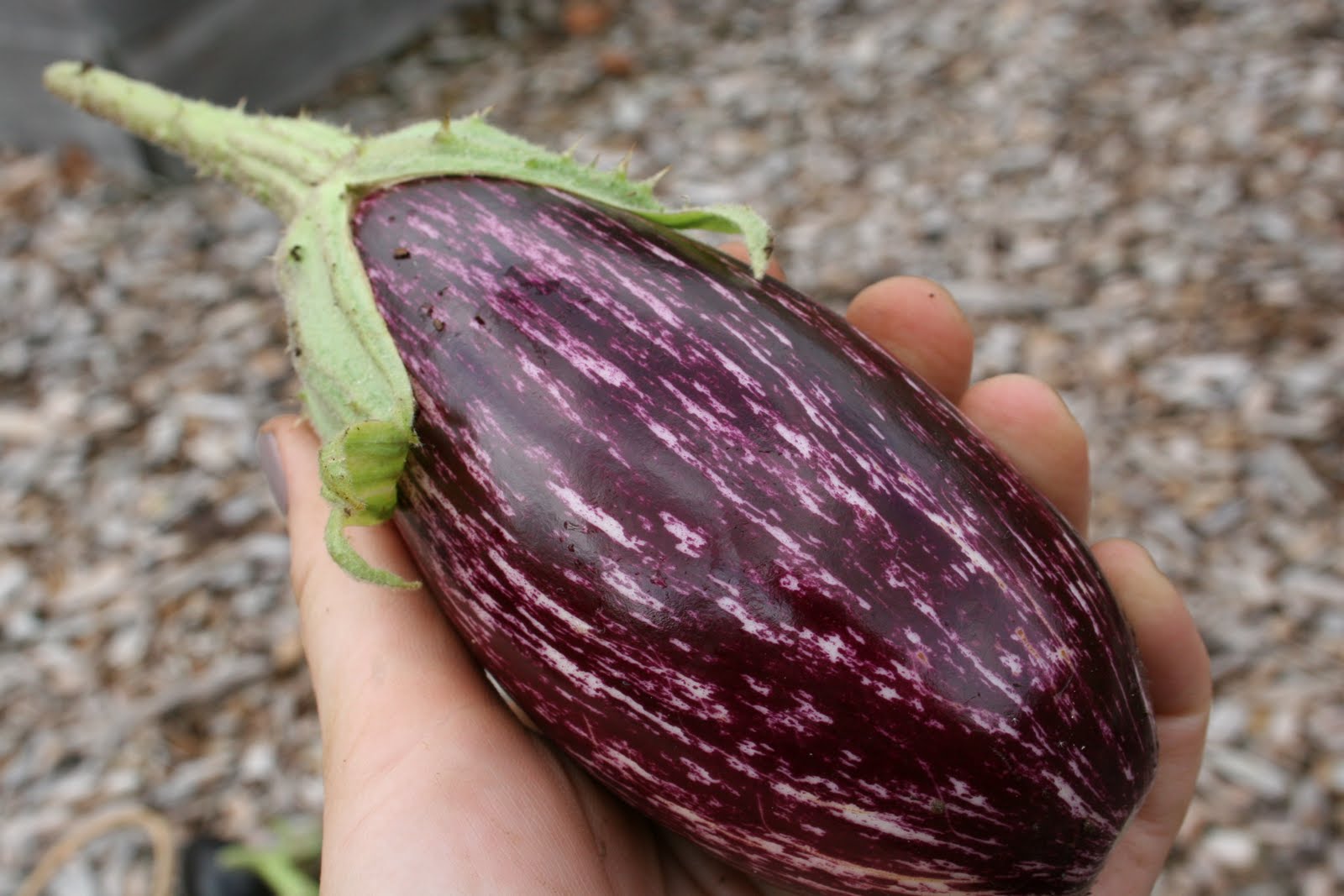 urban food producer: Eggplant: can you believe it?
