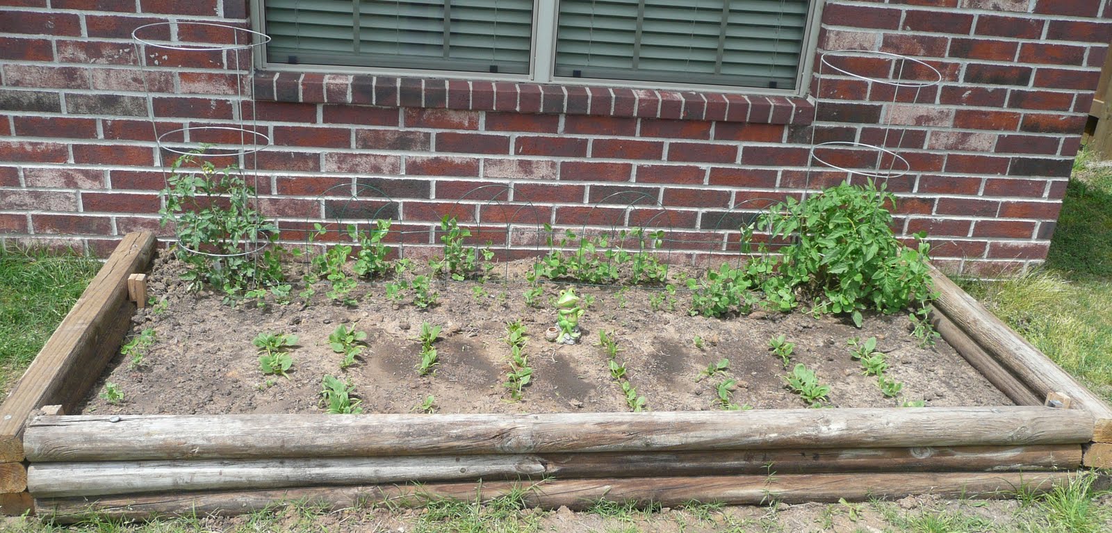 The Hale's Home Garden in Tulsa Oklahoma: Garden Box # 1