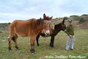 Estas imágenes de Aniceto con su mula en el Molinillo ya no se repetirán . (img )