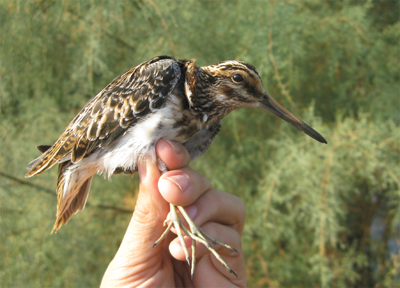ISRing - the Israeli Ringing Blog: Exciting autumn in the Judean Plains