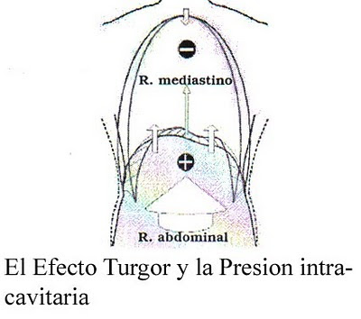 Articulaciones viscerales - Presión intracavitaria