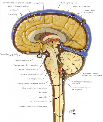 Sistema Craneo Sacral 1: Circulación del Líquido Cefalorraquideo