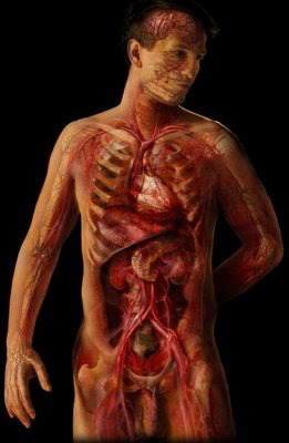 Anatomía - Imágenes del cuerpo humano transparente III