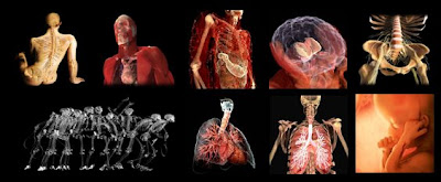 Imágenes del cuerpo humano transparente II