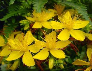 [sarı-kantaron.jpg]