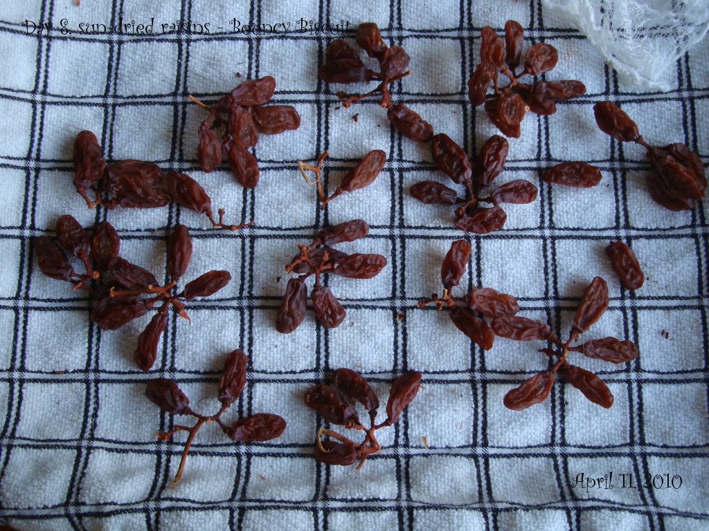 Home Cooking Experiment Homemade sundried raisins