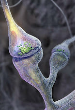 Foto por microscopía electronica de una sinapsis