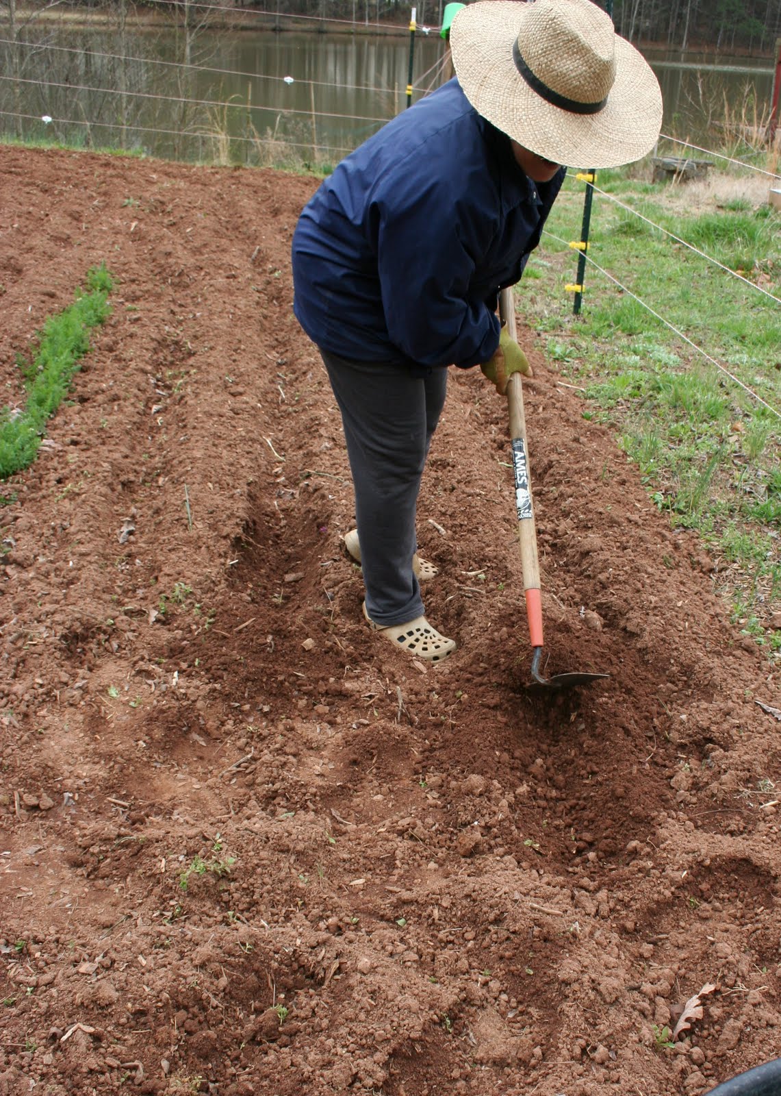 Надо ли перекапывать землю. Подготовка земли к посадке. Подготовка почвы к посадке. Посадка картофеля. Перекапывание почвы.