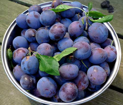 oxfordpotager: Wild Plums, Bullace