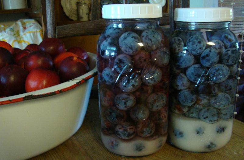 Walnut Spinney Damsons!