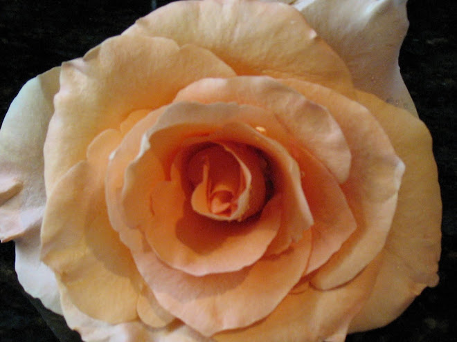 Champagne Rose