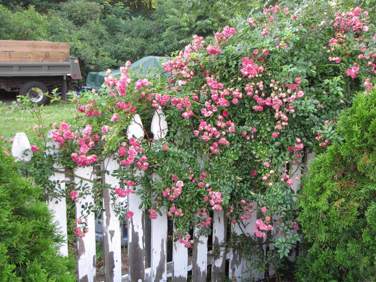 Simply This Rose Hedge