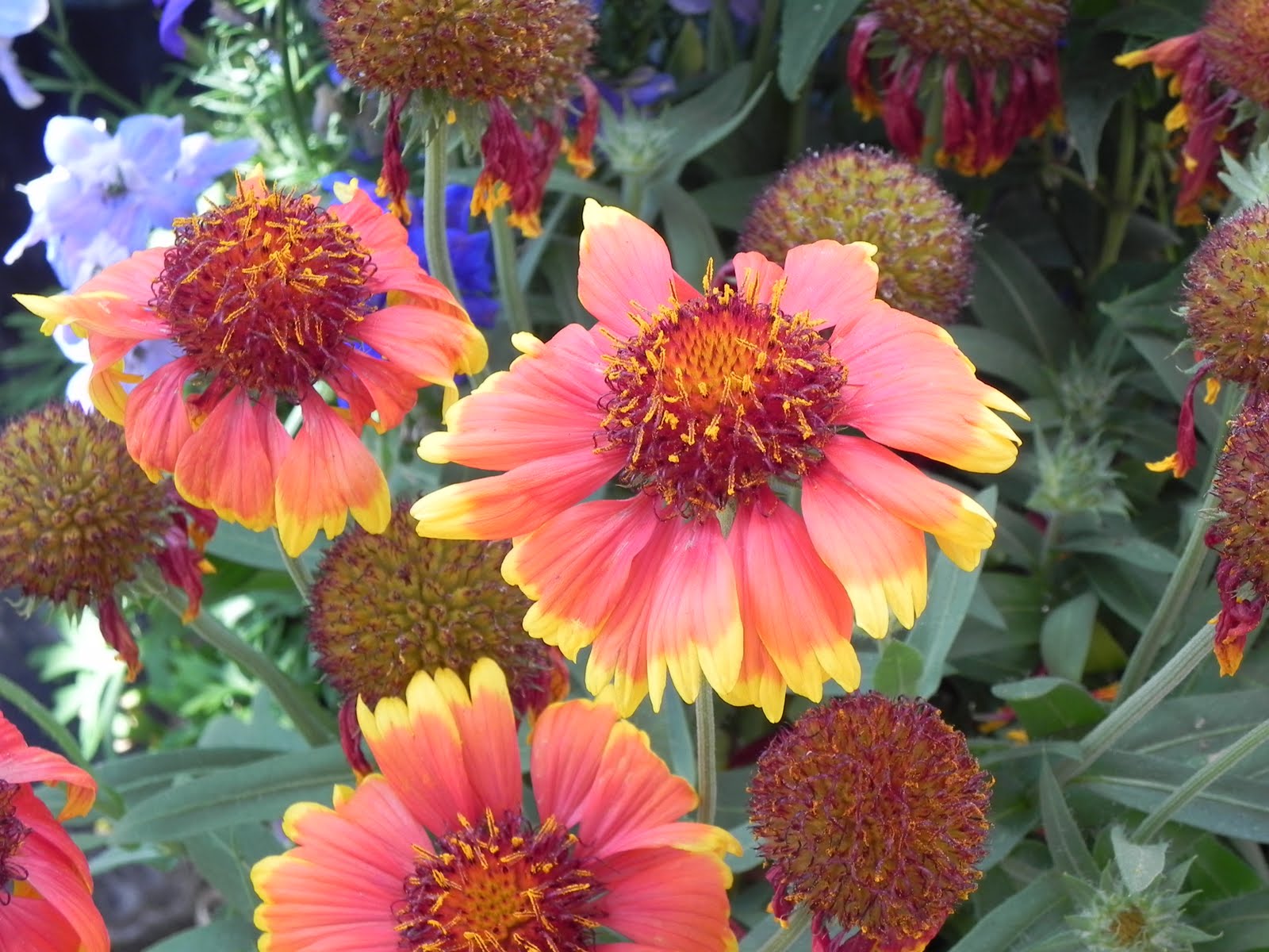 The Crabtree's L.A. to Calabasas!