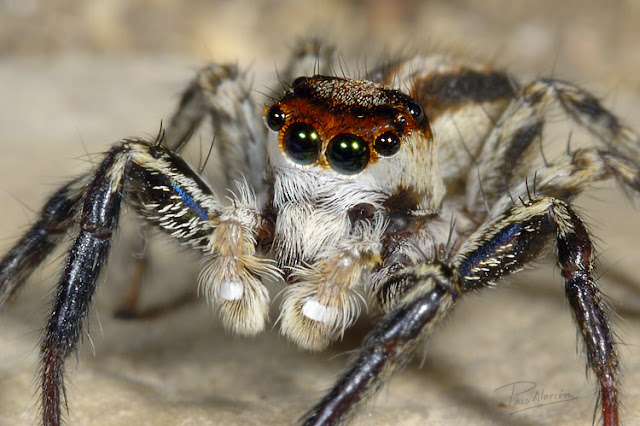 El Reino Animal : Los arácnidos