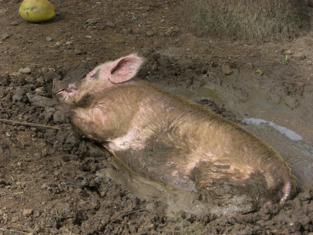 Digging pig. Диг пиги это. Свиньи в ряд. Digging pig. Свинья копается в грязи.