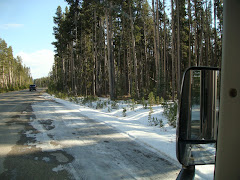 Snow Along Road in Yellowstone