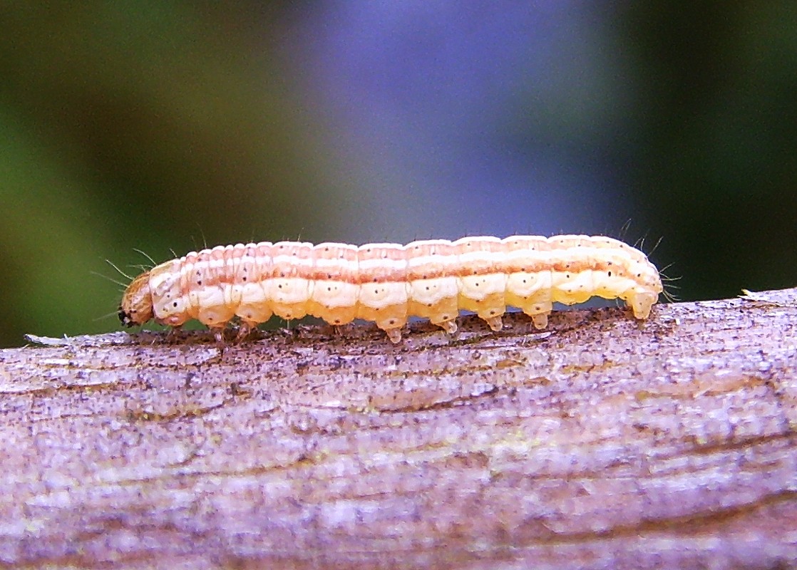 [Scallop+Shell+Caterpillar.JPG]