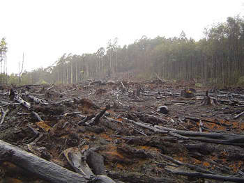 Penebangan Hutan Bukit Barisan Resahkan Masyarakat illegal logging Penebangan Hutan Bukit Barisan Resahkan Masyarakat