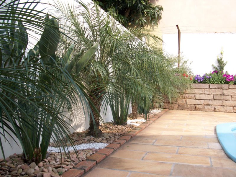 Qual planta usar na beira do muro e na frente de casa? Casa Dicas