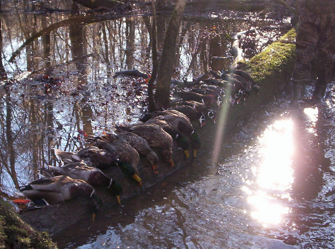 season morning 2008 duck south carolina 2009 hunts
