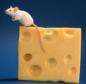 mouse+and+cheese.jpg