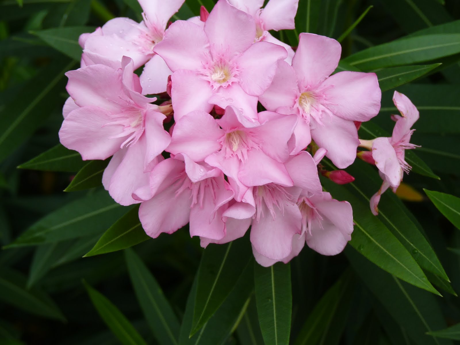 Houston Gardens Lovely But Poisonous Oleander