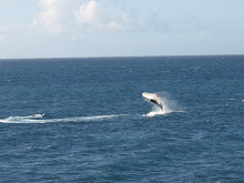 Baby Whale Breach