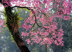 Primavera: Tajy y clavel del aire