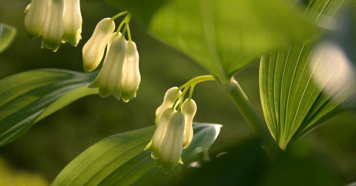 Veredit Photographic Poems Staunen