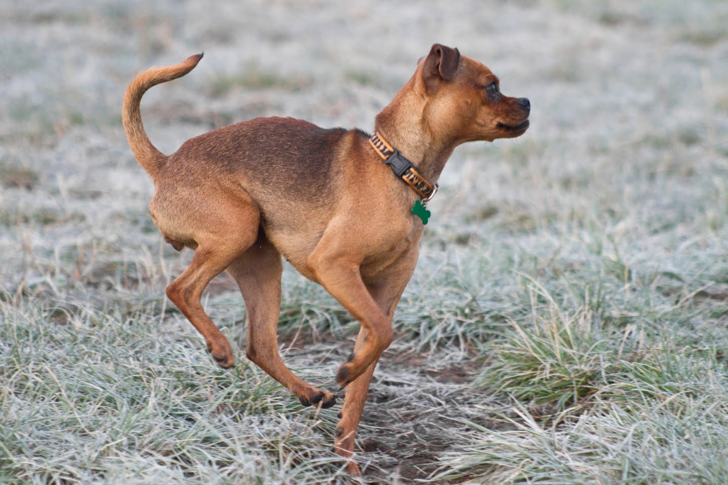 Windy City Canine Rescue: Lola {Miniature Pinscher/Pug Cross) - ADOPTED